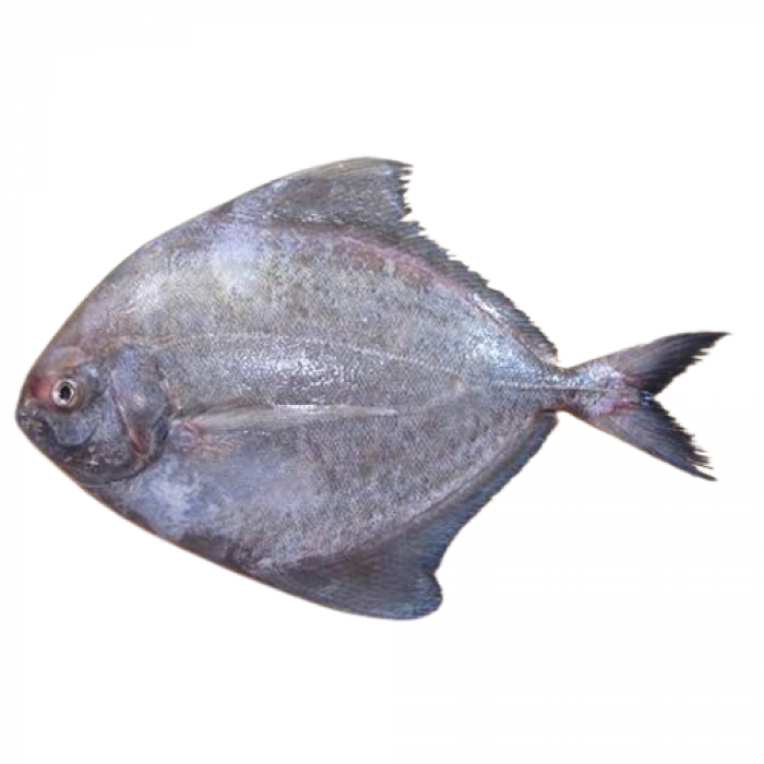 Black Pomfret Fish Frozen (1 Lb)