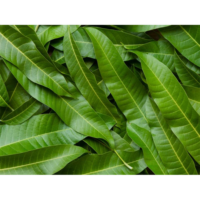 Mango Leaves Green Aamba na Pan (1 Bag)