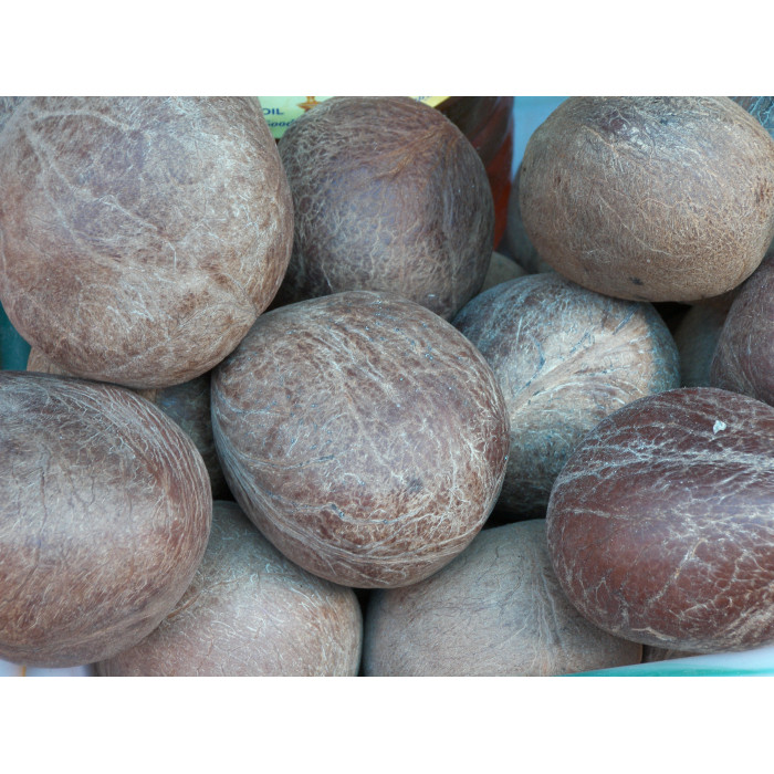 Dry Coconut/Copra Whole (1 Pc)