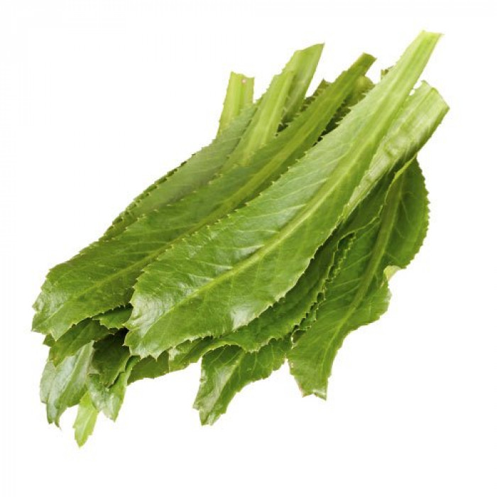 Culantro/Shadow Benny/Mexican Coriander (1 Lbs)