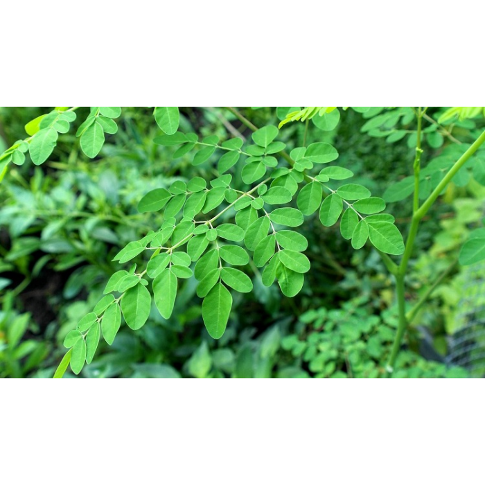 Drumstick/Sahjan/Moringa Leaves (1 Bunch)
