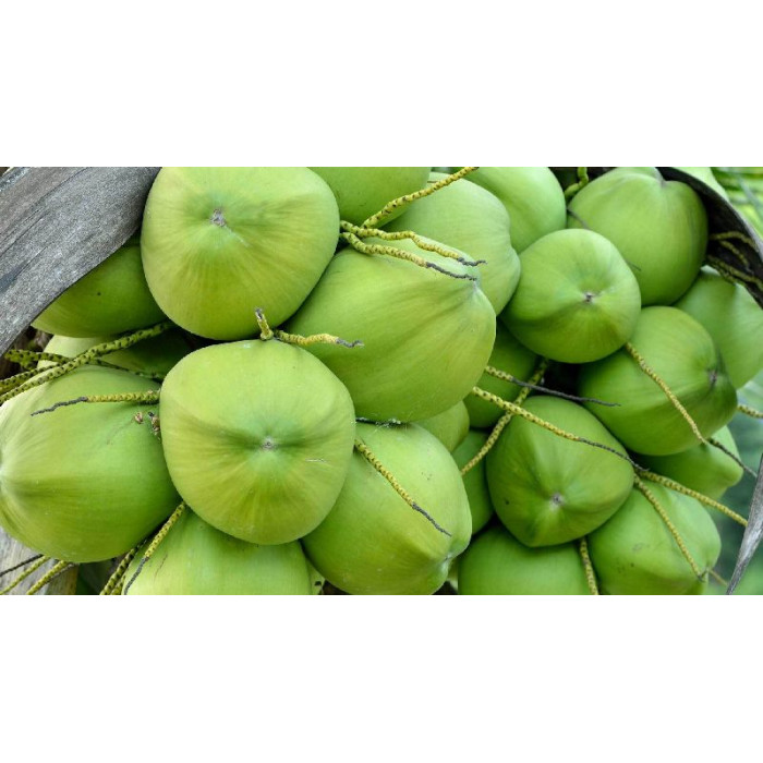 Green Coconut/Nariyal FRESH (1 Pc)