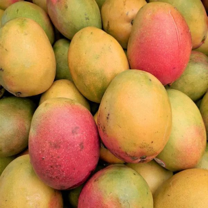HADEN HYDEN MANGO MEXICAN RIPE (1 Pc)