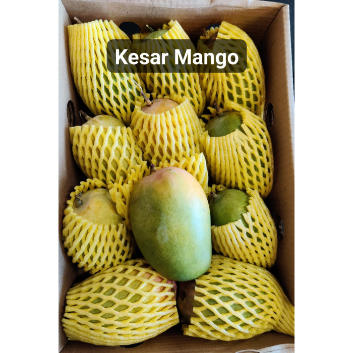 KESAR ALPHONSO MANGO SMALL BOX 3pcs (1 Pc)