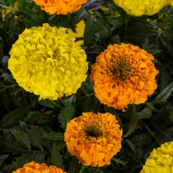 Marigold Flower Galgota Orange/Yellow (1 Bag)