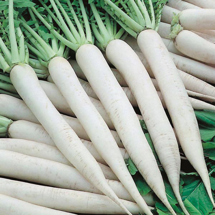 MOOLI/RADISH W/ leaves/Diakon (1 Lb)