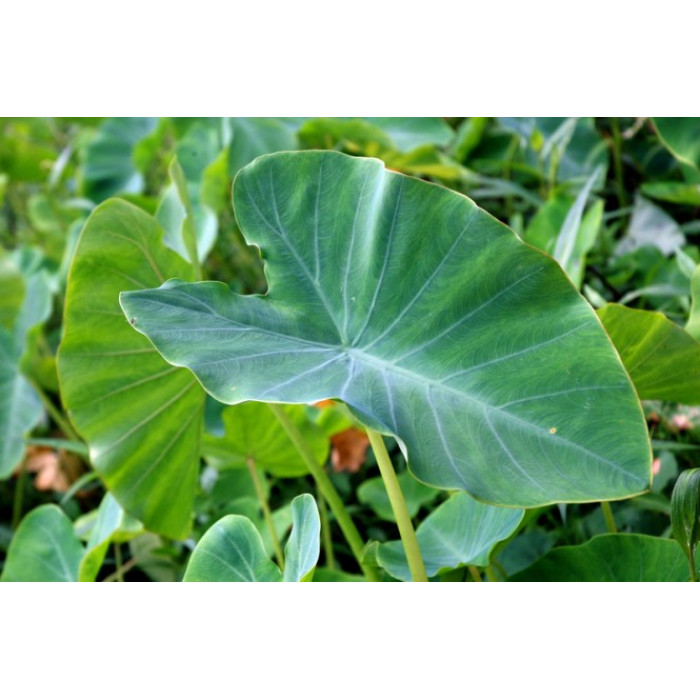 Patra Paan/TaroLeaves/Arbi Leaves (1 Lb)