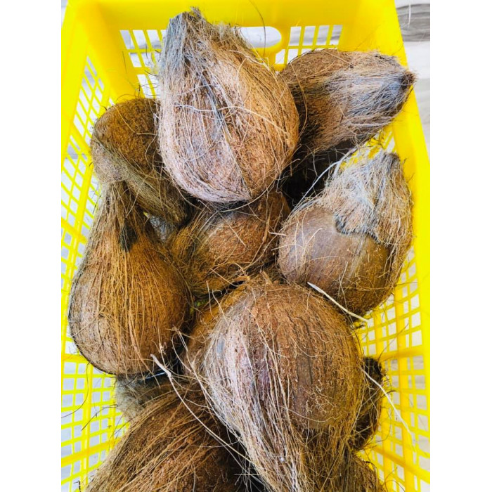 Puja/Pooja Coconut/Nariyal (1 Pc)