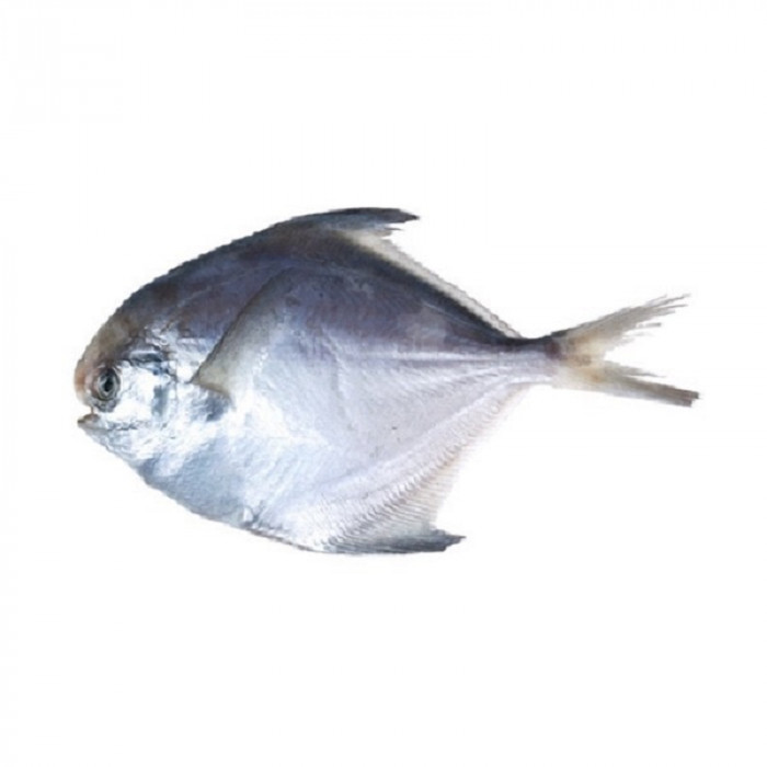 INDIAN Pomfret Silver/Paplet/Pomplet Fish 1/2 Size (1 Lb)