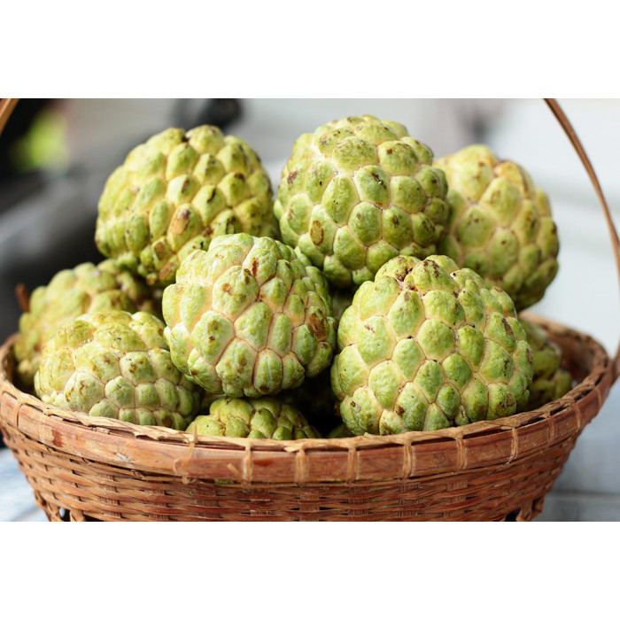 SITAPHAL/CUSTARD/SUGAR APPLE (1 Pc)