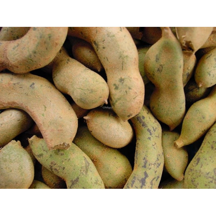 Tamarind Raw Fresh (1 Lb)