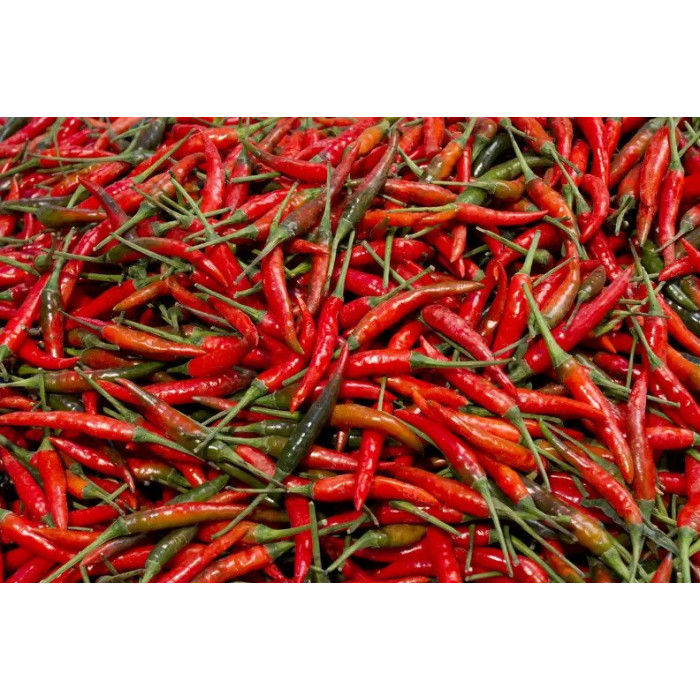 Thai Red Chilli (1 Lb)