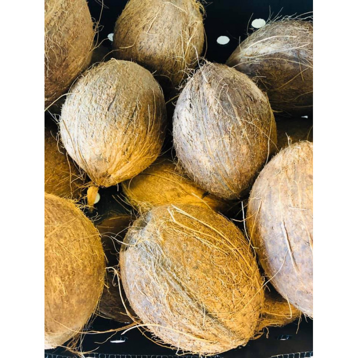 Water Coconut Brown (1 Pc)